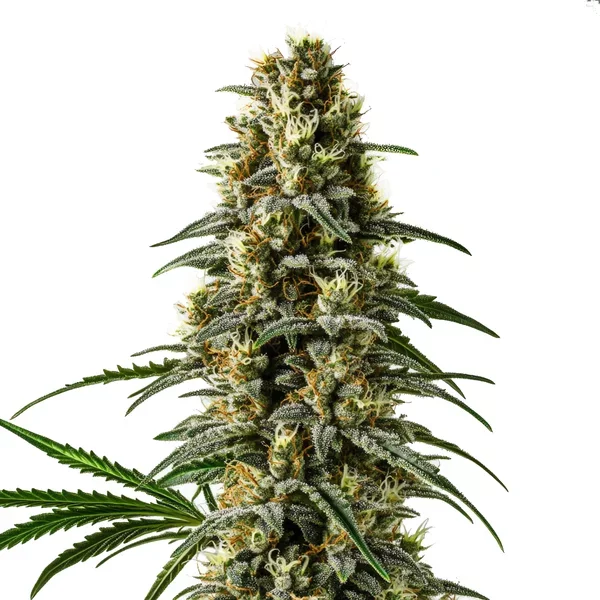 Pineapple Skunk Regulär - Seeds Pack: 3-samen