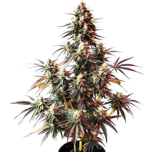 Pink Rozay Auto - Seeds Pack: 25-samen