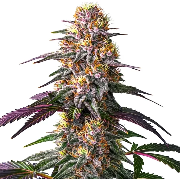 Pink Rozay x Strawberry Banana Auto - Seeds Pack: 3-samen