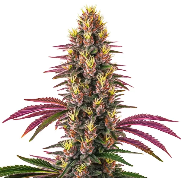 Pink Rozay - Seeds Pack: 1-samen