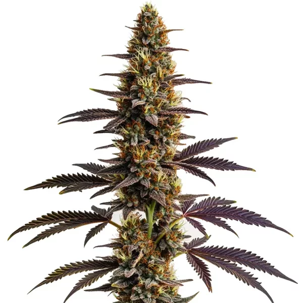 Platinum Cookies - Seeds Pack: 9-samen