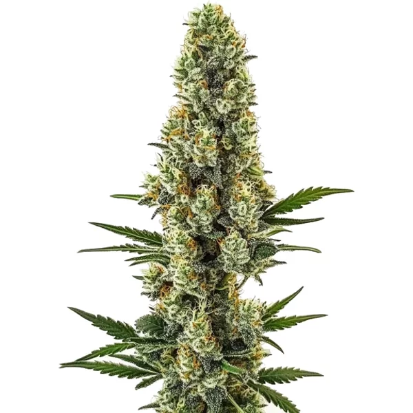 Powerplant Schnellversion - Seeds Pack: 3-samen