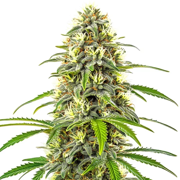 Pure Haze - Seeds Pack: 3-samen