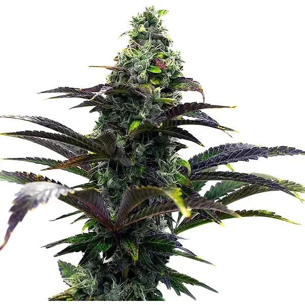 Purple Gelato Auto - Seeds Pack: 3-samen