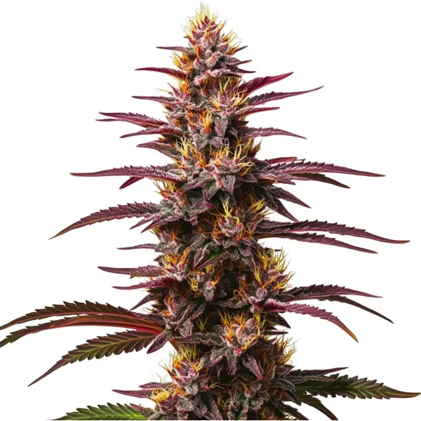 Purple Kush Auto - Seeds Pack: 1-samen