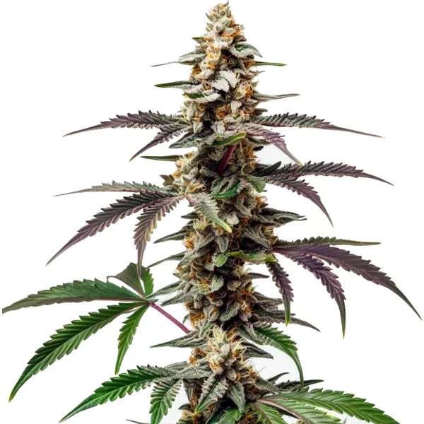 Purple Punch F1 - Seeds Pack: 9-samen