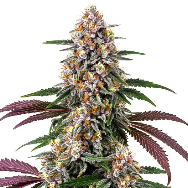 Purple Punch - Seeds Pack: 3-samen