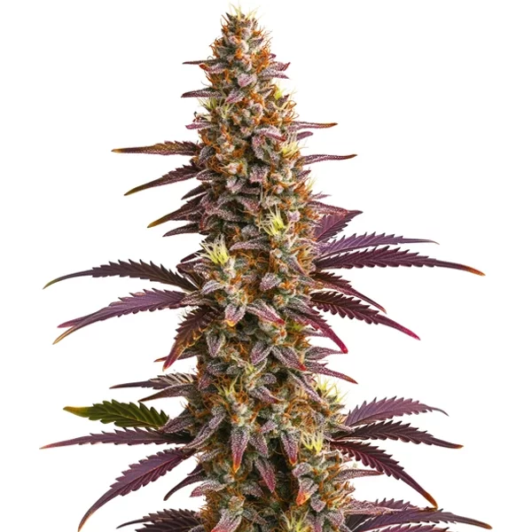 Sunset Purple Auto - Seeds Pack: 3-samen