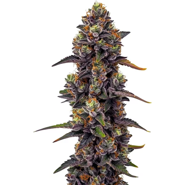 Purple Urkle - Seeds Pack: 3-samen