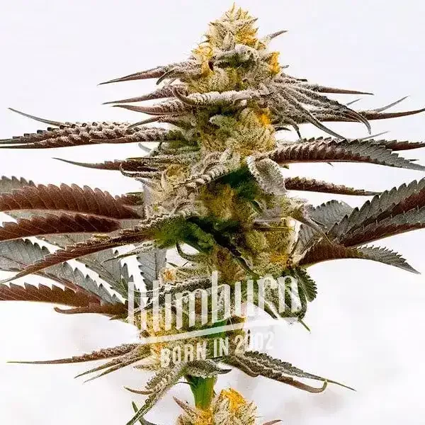 Purple Kush x White Russian - Seeds Pack: 25-samen