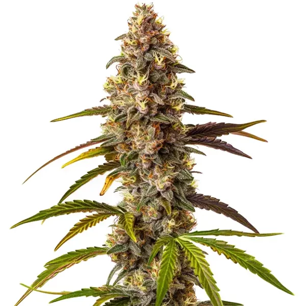 Quarter Pounder Auto - Seeds Pack: 1-samen
