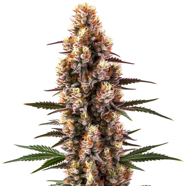 Rainbow Kush Auto - Seeds Pack: 1-samen