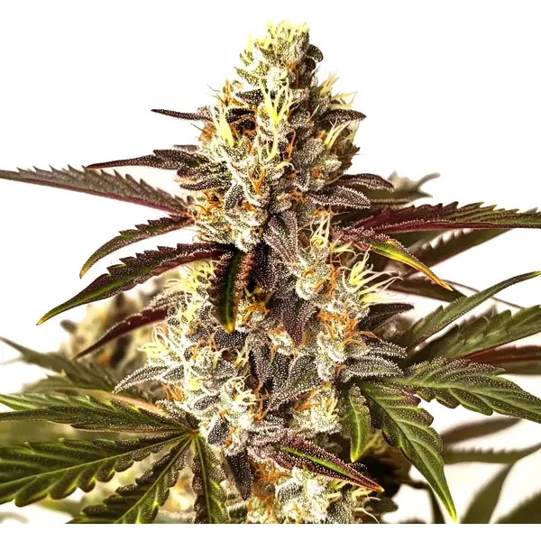 Red Dragon - Seeds Pack: 1-samen