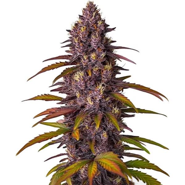 Red Skunk Kush Auto - Seeds Pack: 1-samen