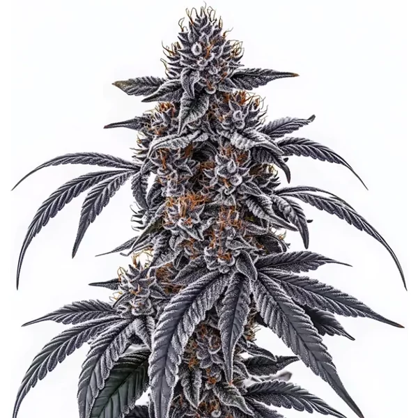 Rosetta Stone - Seeds Pack: 1-samen