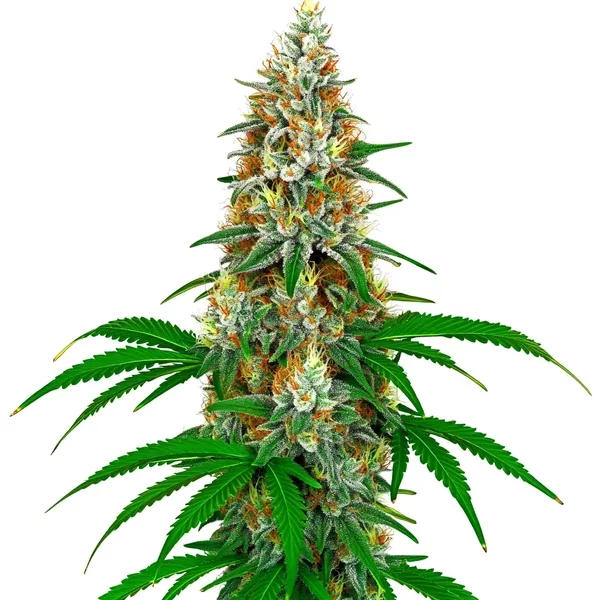 San Fernando Valley Kush - Seeds Pack: 9-samen