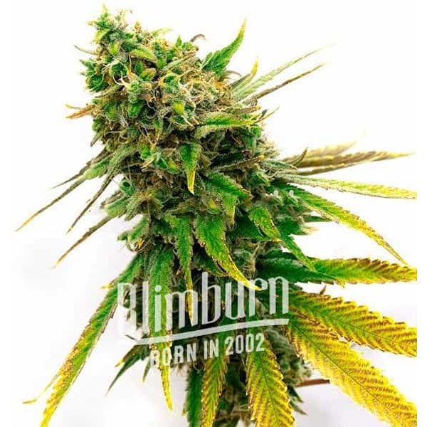 San Fernando Valley Regulär - Seeds Pack: 25-samen