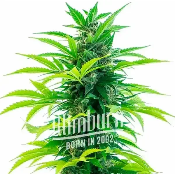 Santa Marta Haze Auto - Seeds Pack: 3-samen