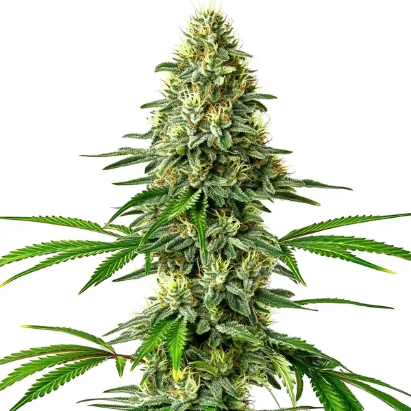 Santa Muerte - Seeds Pack: 3-samen