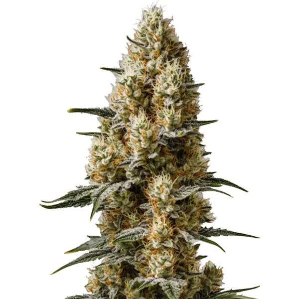 Sherbet Auto - Seeds Pack: 6-samen