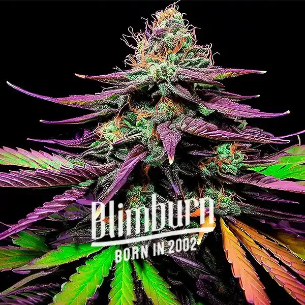 Shiskaberry Auto - Seeds Pack: 25-samen