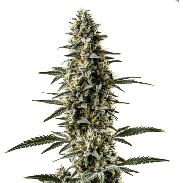 Shiskaberry x Candida Schnellversion CBD - Seeds Pack: 1-samen