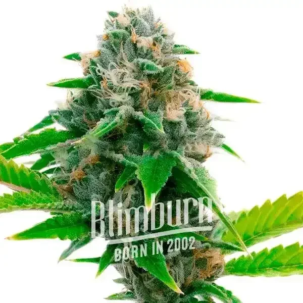 Siberian - Seeds Pack: 25-samen
