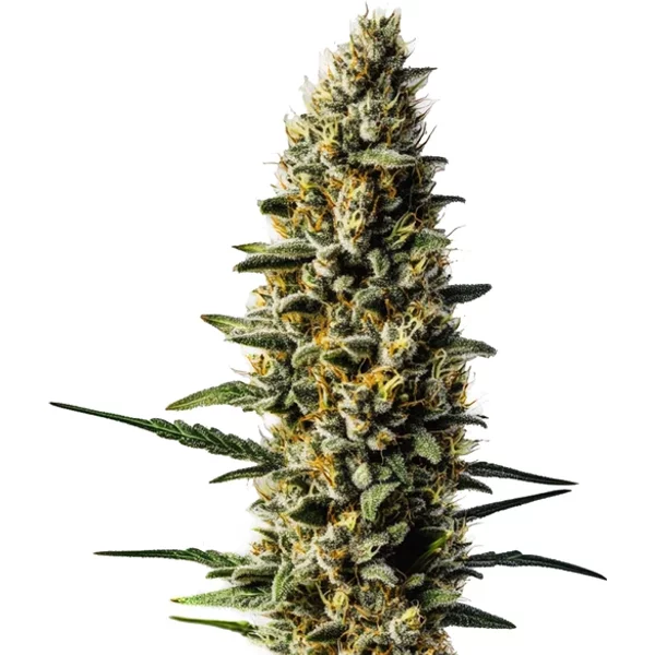 Skunk #1 Auto - Seeds Pack: 1-samen