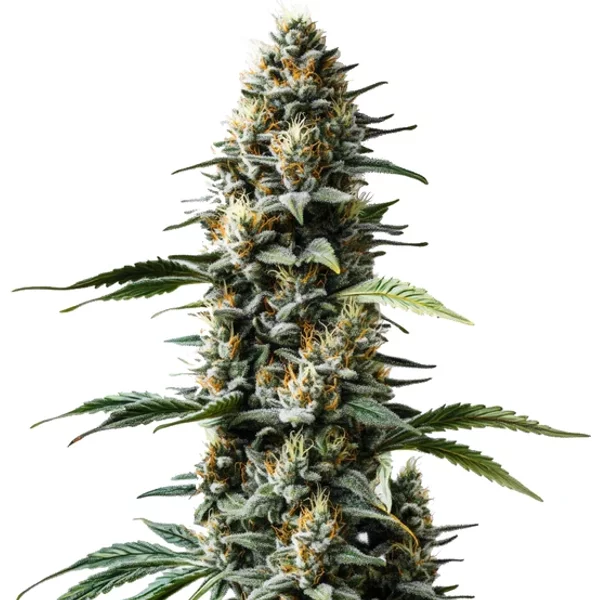 Skunk Auto - Seeds Pack: 25-samen