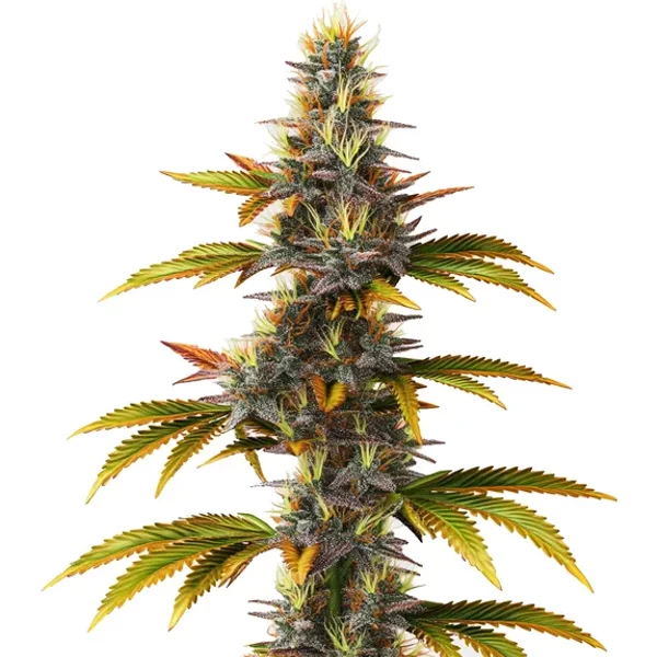 Skunk Schnellversion - Seeds Pack: 1-samen