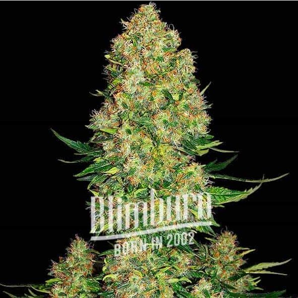 Skunk Kush - Seeds Pack: 3-samen