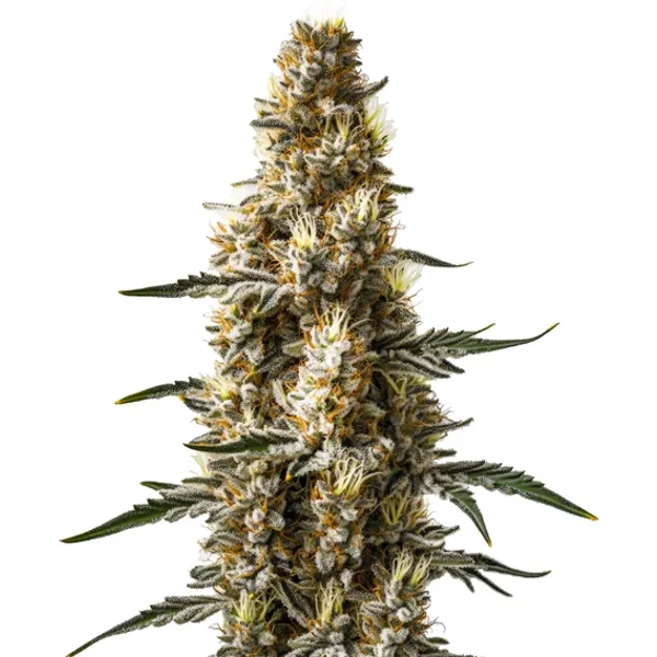 Skunk Kush Auto - Seeds Pack: 1-samen
