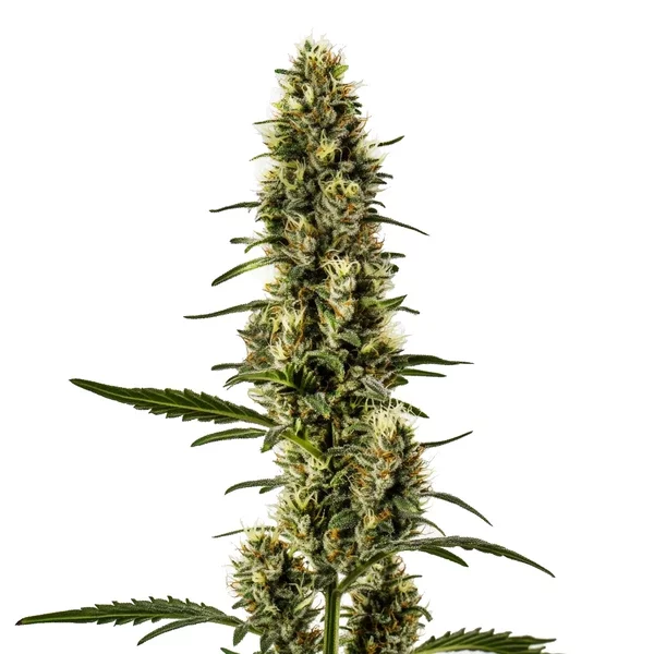 Skunk Regulär - Seeds Pack: 1-samen