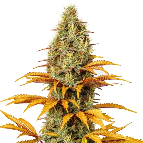 Skunk x Northern Lights - Seeds Pack: 3-samen