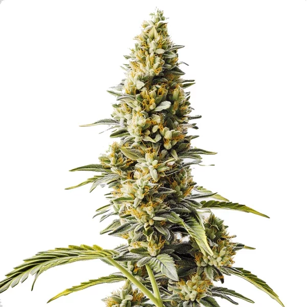 Skunk x Rosetta Stone Schnellversion - Seeds Pack: 1-samen