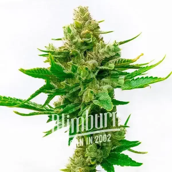 Skunk x Cinderella 99 Schnellversion - Seeds Pack: 3-samen