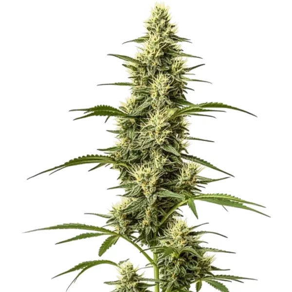 Skywalker Schnellversion - Seeds Pack: 1-samen