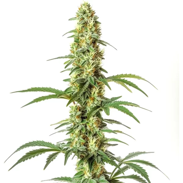 Skywalker Ghost x Triangle Kush - Seeds Pack: 6-samen
