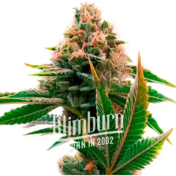 Skywalker x Girl Scout Cookies - Seeds Pack: 9-samen