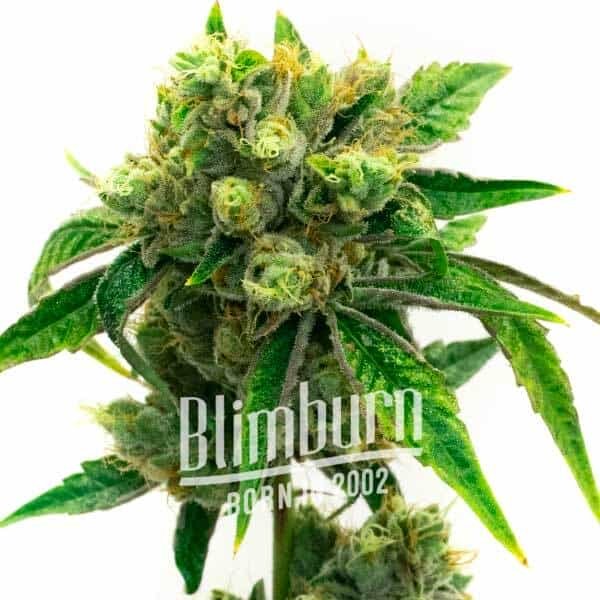 Snow Ripper - Seeds Pack: 6-samen