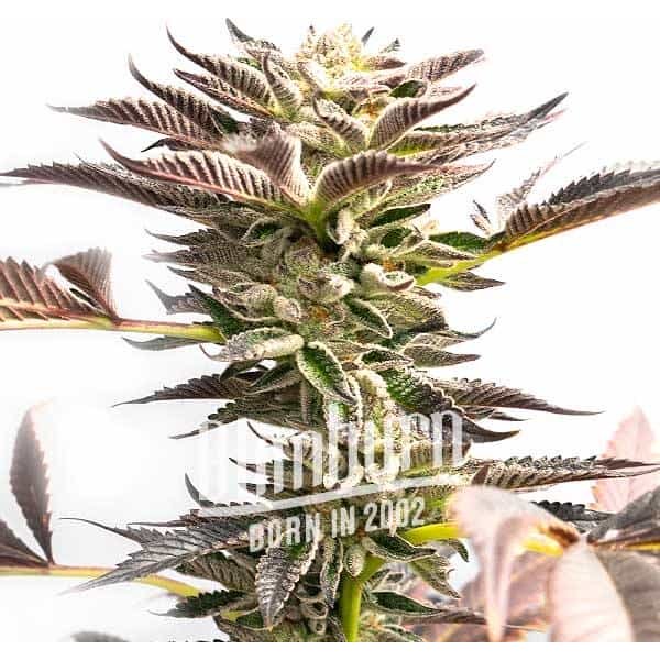 Somango Schnellversion - Seeds Pack: 1-samen
