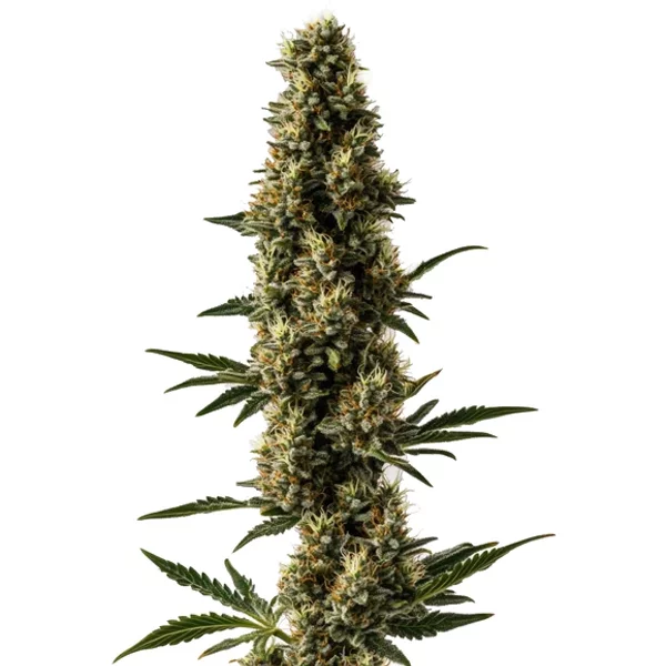 Somango x Sweet Auto - Seeds Pack: 6-samen