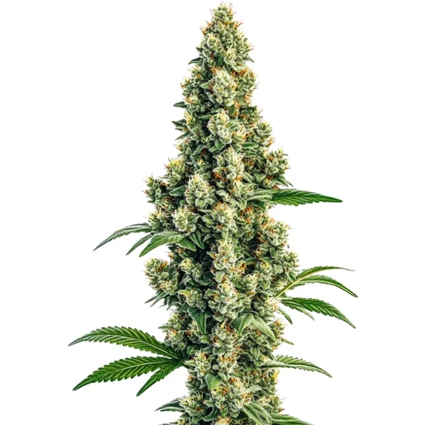 Sour Diesel Regulär - Seeds Pack: 6-samen