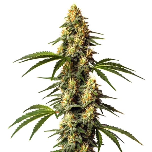 Sour Kush - Seeds Pack: 6-samen