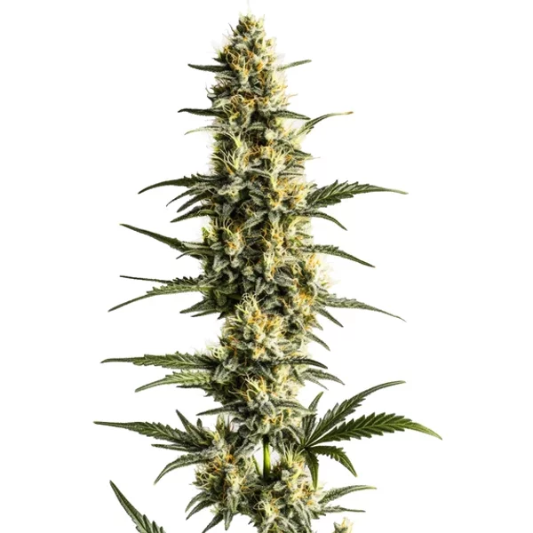 Sour Lemon - Seeds Pack: 6-samen