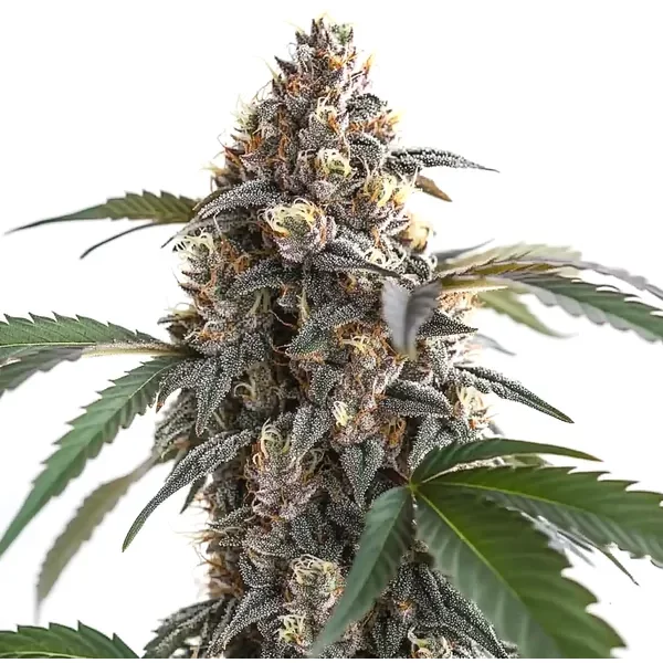 Sour Mac F1 - Seeds Pack: 25-samen