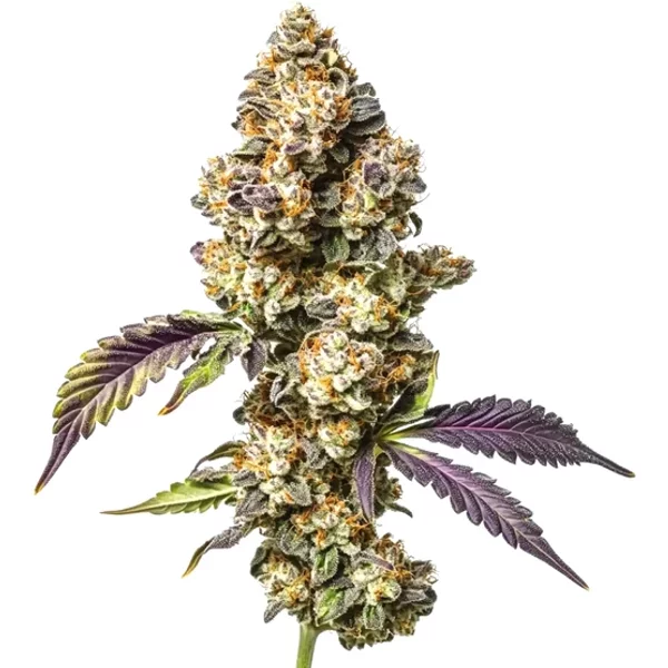 Sour Mac - Seeds Pack: 6-samen