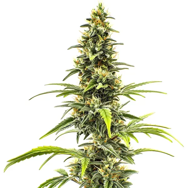 Sour Tsunami - Seeds Pack: 6-samen