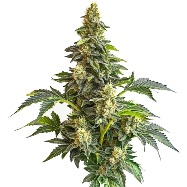 Star Killer x Do-Si-Dos - Seeds Pack: 6-samen