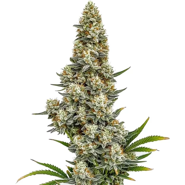 Stardawg Auto - Seeds Pack: 6-samen